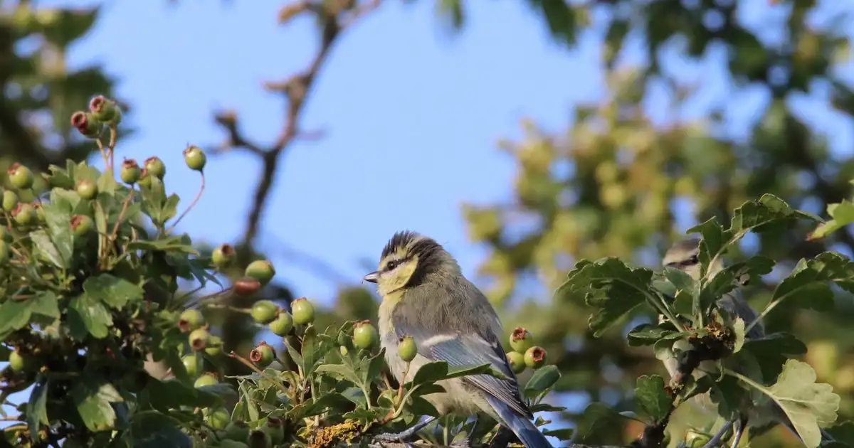Pourquoi et comment protéger les oiseaux dans son jardin au naturel