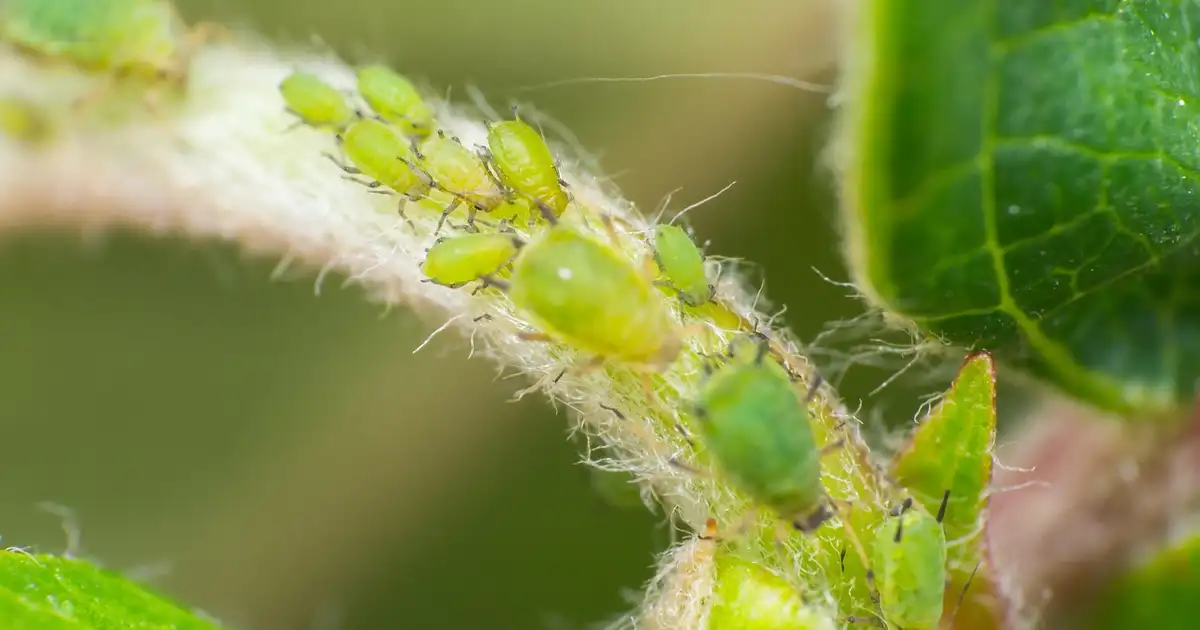 Pucerons au potager : 11 erreurs à éviter pour un jardin vivant