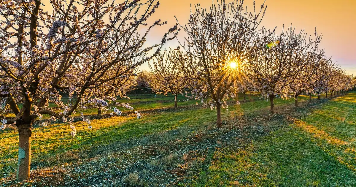 Quand et comment planter les arbres fruitiers au jardin bio