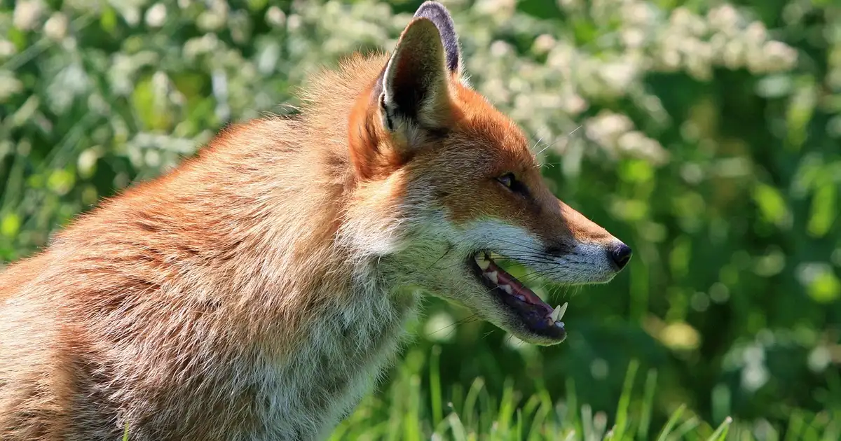 Renard au jardin : le comprendre, le gérer et protéger vos cultures