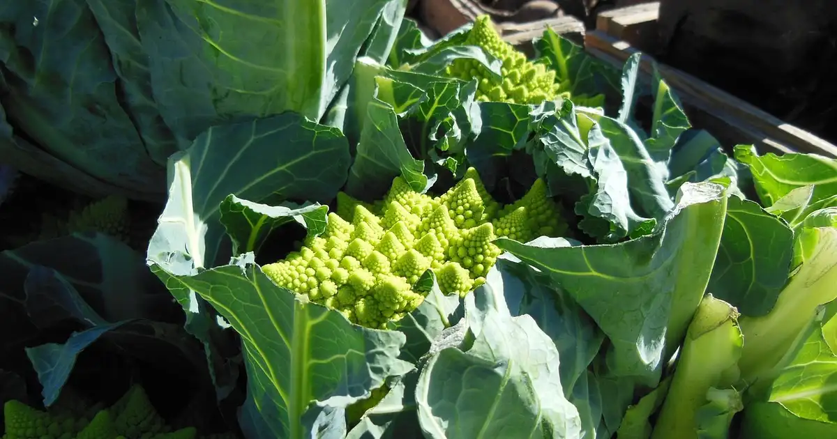 Romanesco au potager : 7 erreurs à éviter pour une belle pomme