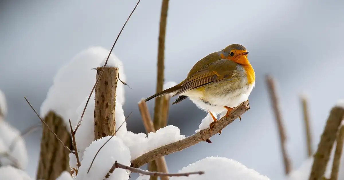 Rouge-gorge au jardin : l’attirer, le nourrir et le protéger