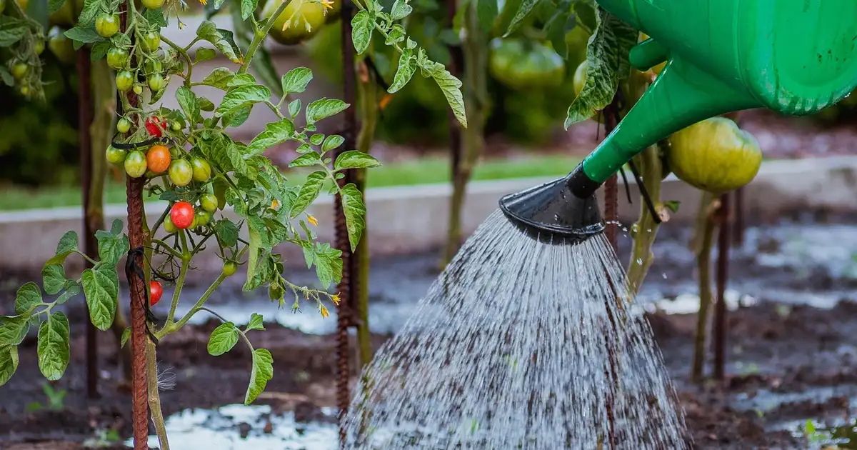 Techniques d’arrosage pour un potager en pleine santé toute l’année