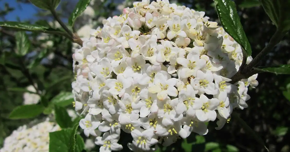 Viorne obier (arbre boule de neige) : taille, entretien et floraison durable