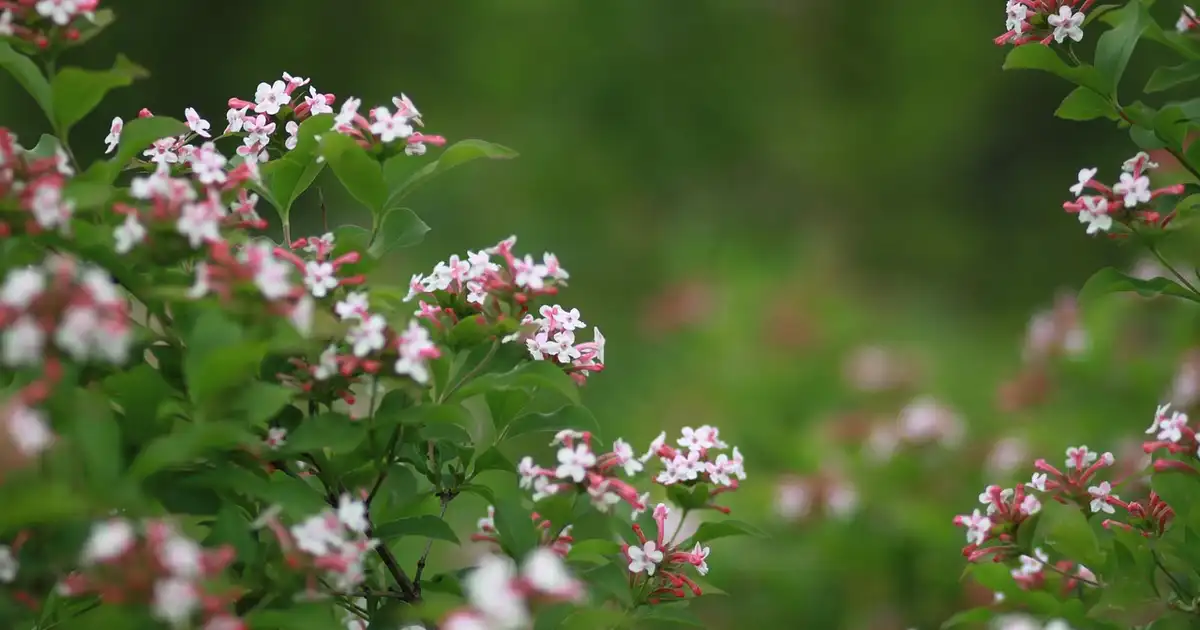 Abélia : plantation, taille et entretien facile au jardin