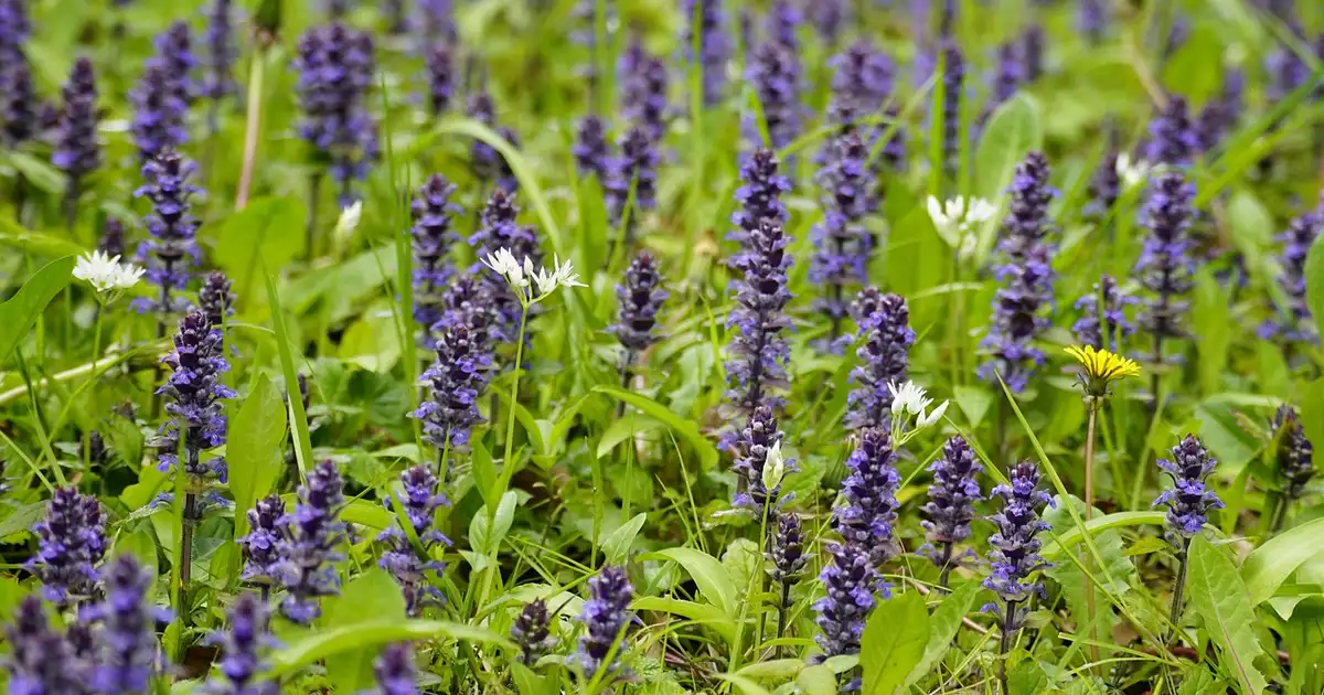 Ajuga : plantation, entretien et usages au jardin bio