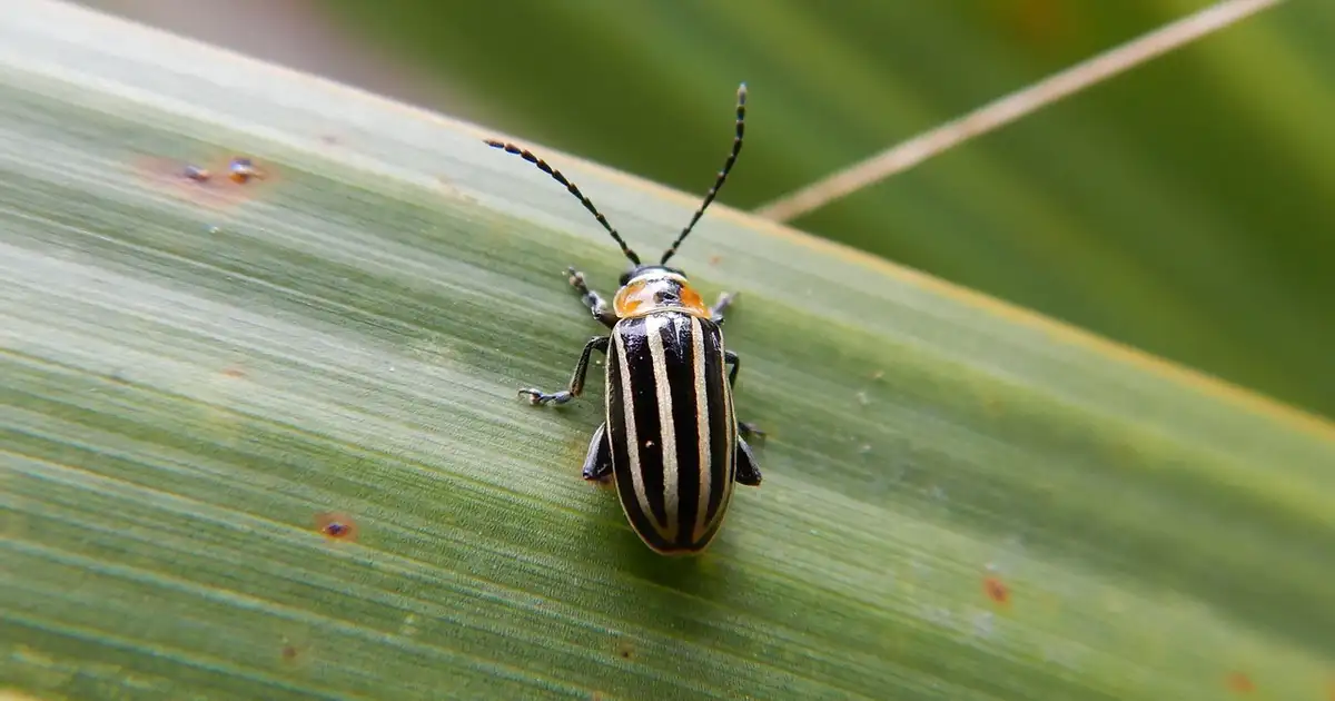 Altise : reconnaître et protéger son jardin bio efficacement