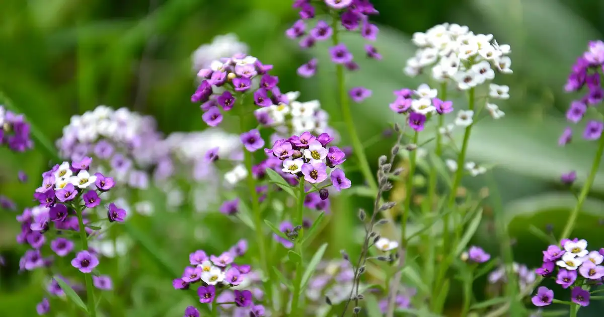 Alysse : plantation, entretien et usages au jardin bio