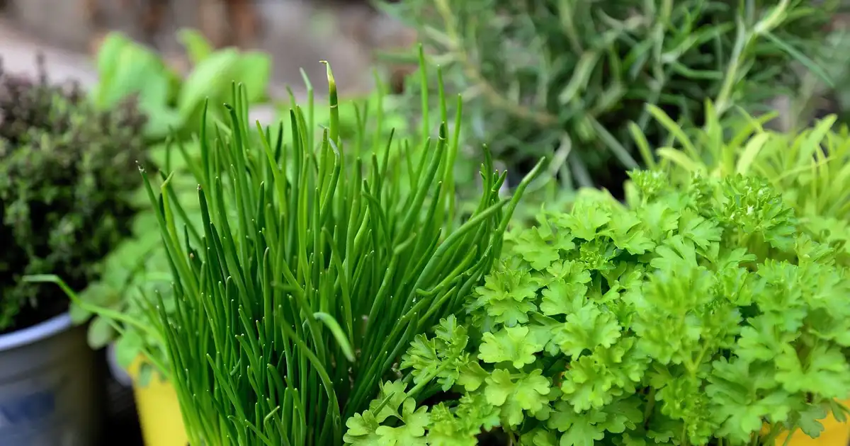Avril, c’est le moment de planter les herbes au jardin bio