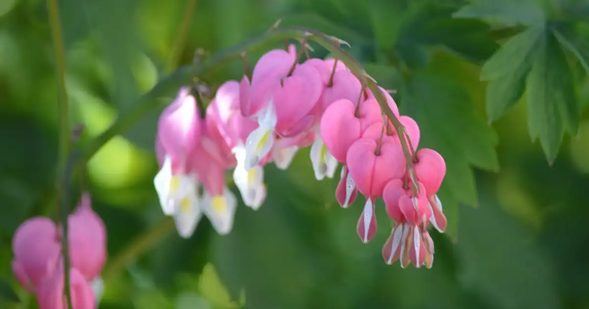 Cœur de Marie : plantation, entretien et floraison au jardin