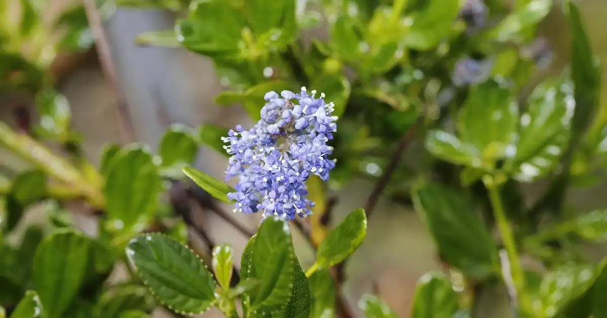 Ceanothus : planter, tailler et réussir ce lilas de Californie