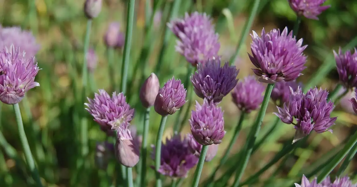 Ciboulette, persil, aneth, quand, où et comment les planter