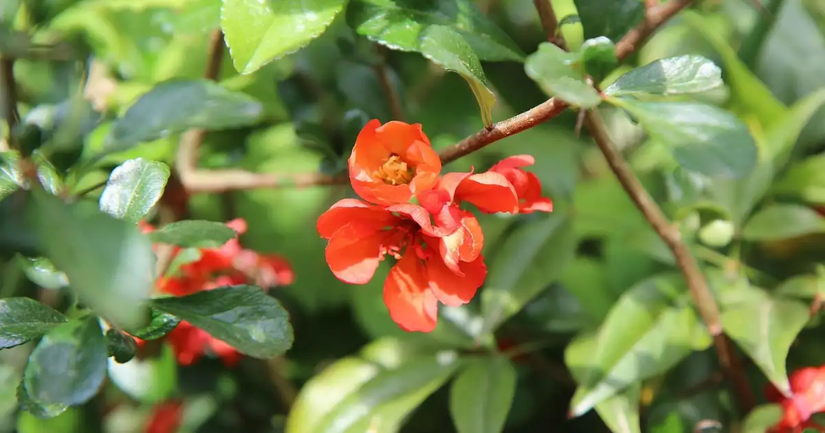 Cognassier du Japon : plantation, taille et entretien bio