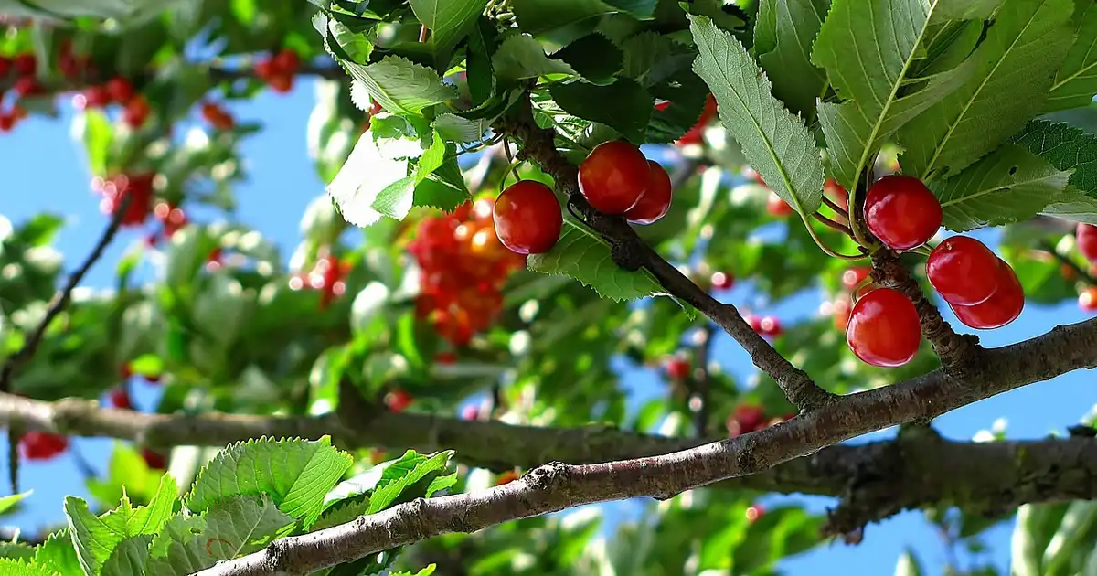 Comment bien nourrir son cerisier pour une récolte abondante