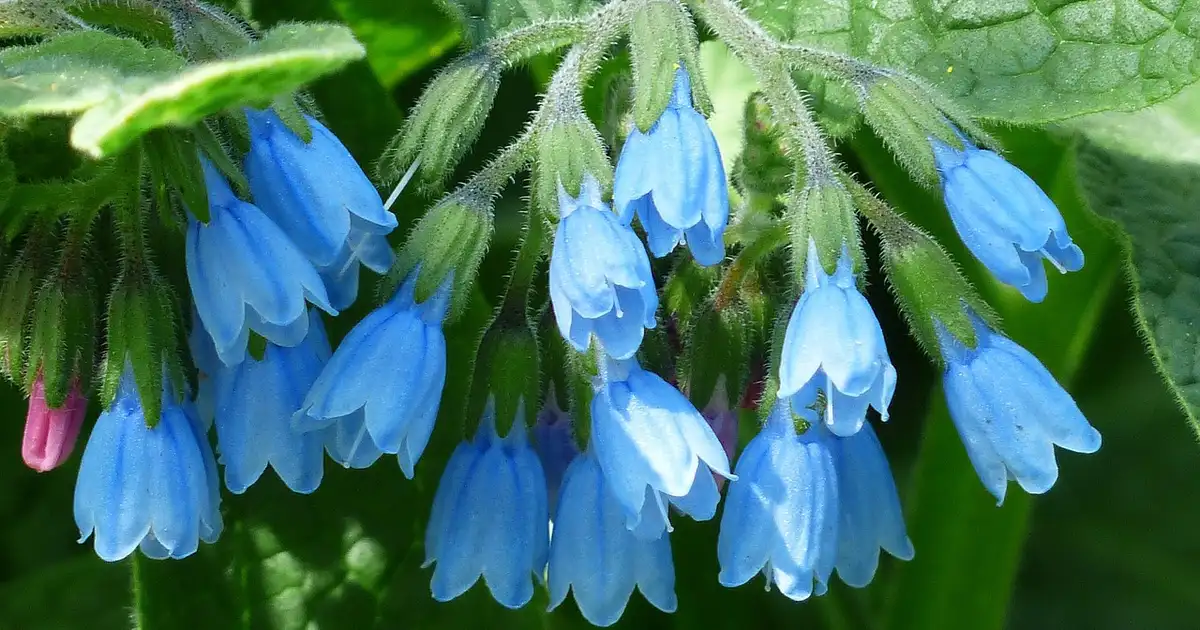 Consoude : le guide complet pour la cultiver au jardin
