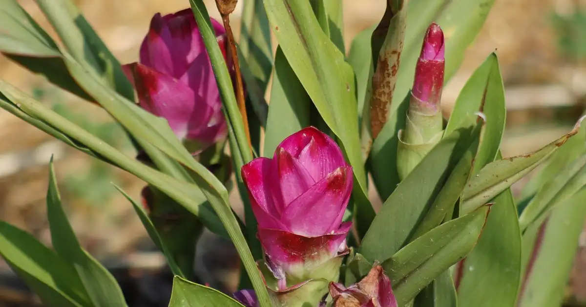 Curcuma : guide complet de culture, entretien et récolte