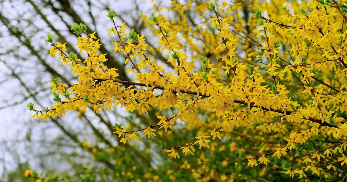 Forsythia : plantation, taille et entretien au jardin bio