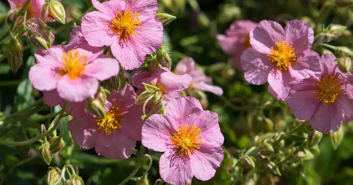 Hélianthème : culture, entretien et variétés pour un jardin sec