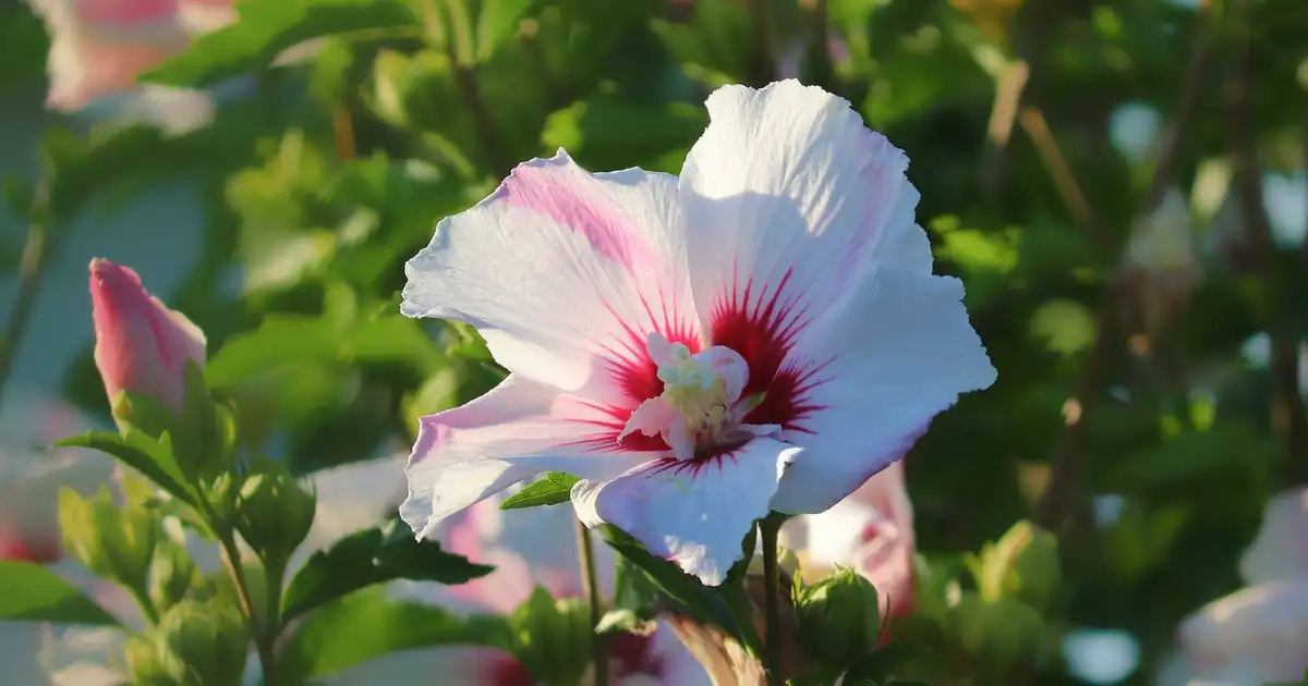 Hibiscus : guide complet de culture et d’entretien