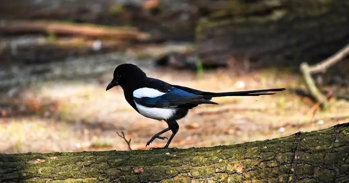 La pie au jardin : la reconnaître, l’éloigner ou la protéger