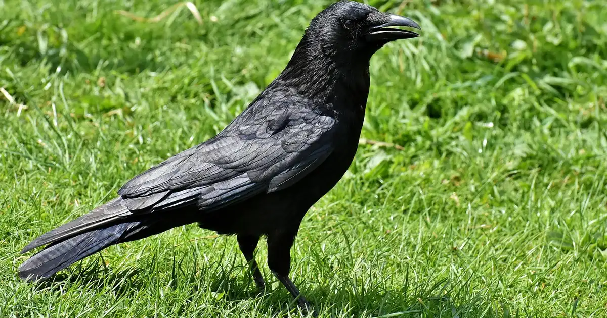 Le corbeau au jardin bio : le comprendre et le gérer sans nuire