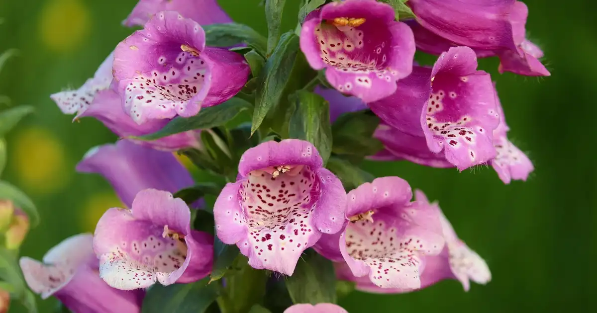 Penstemon digitalis : culture, entretien et floraison au jardin