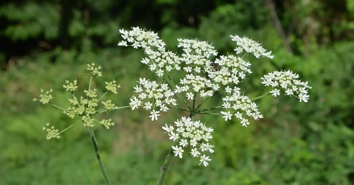 Plantes toxiques de nos potagers : liste, risques et précautions