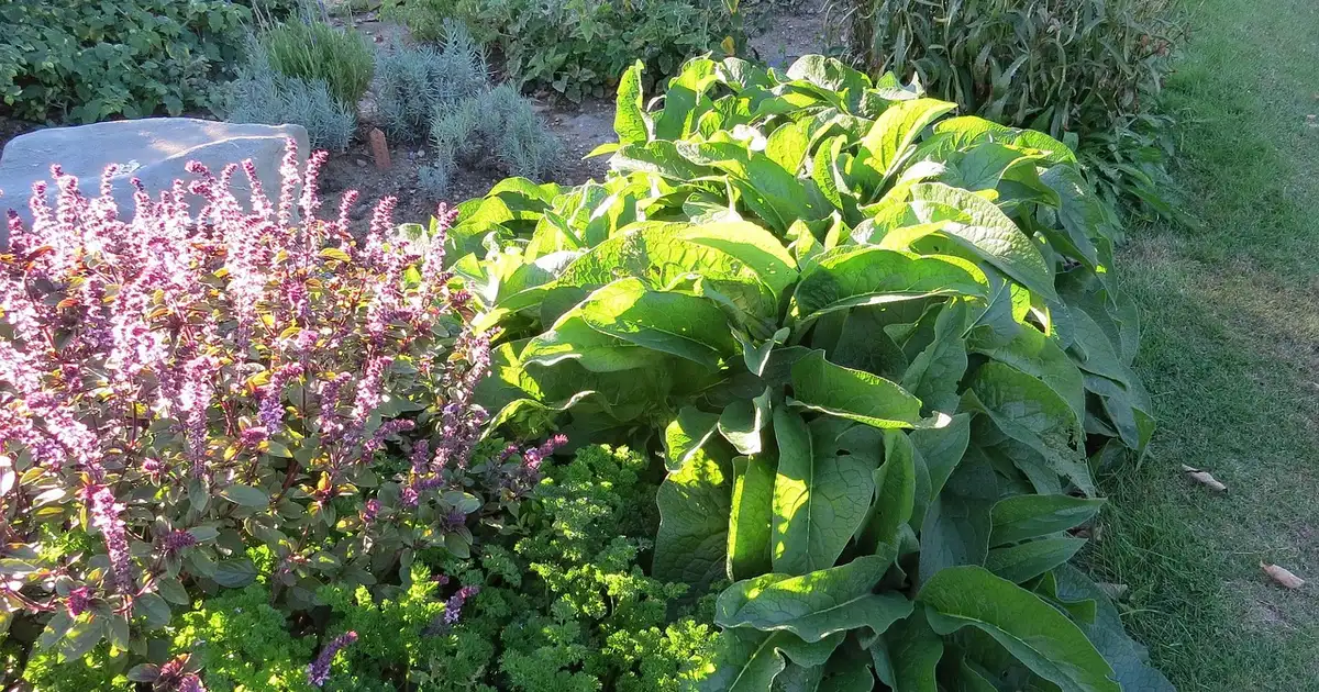 Purin de consoude : recette, dosage et utilisations au jardin