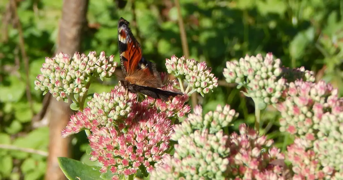 Sedum spectabile : plantation, entretien et floraison longue