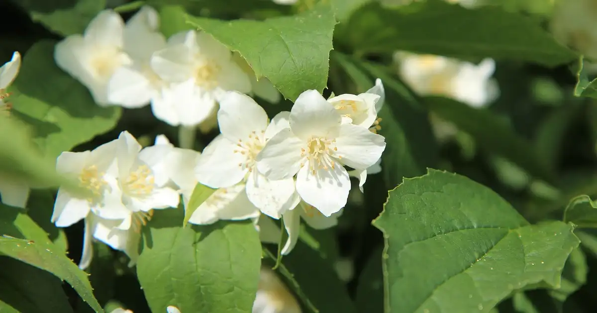 Seringat : plantation, taille et entretien au jardin bio