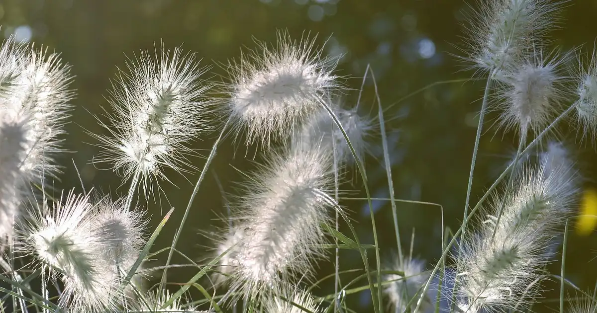 Stipa : planter, entretenir et associer cette graminée légère