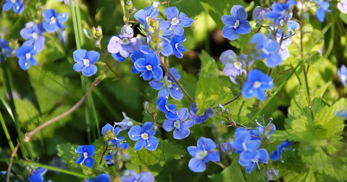 Véronique : culture, entretien et variétés pour un jardin naturel