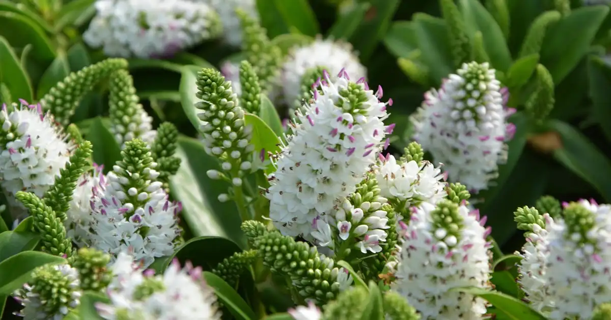 Véronique officinale : reconnaître, cultiver et utiliser au jardin