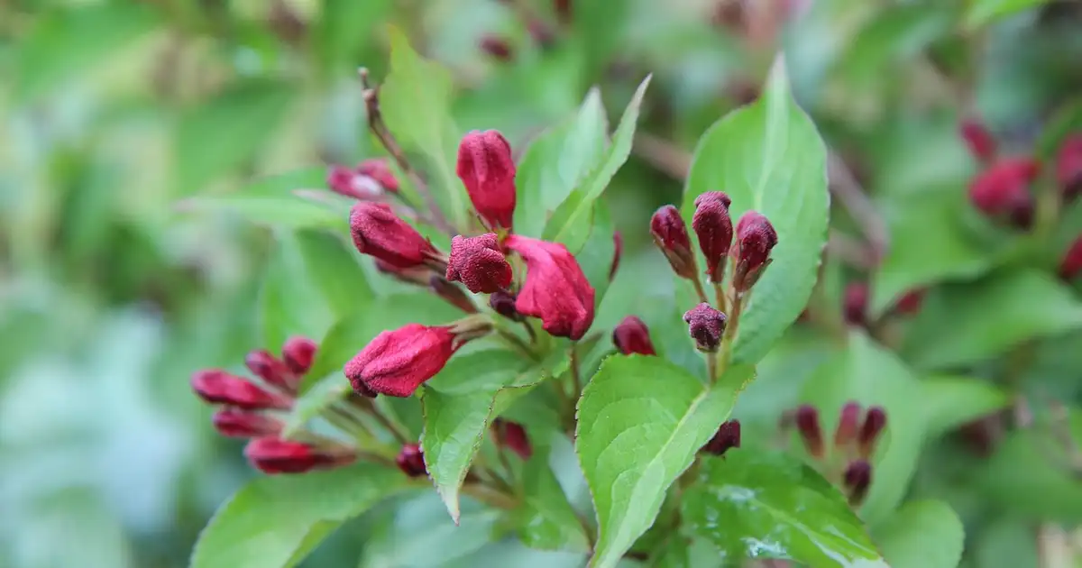 Weigelia : plantation, taille et entretien au jardin bio