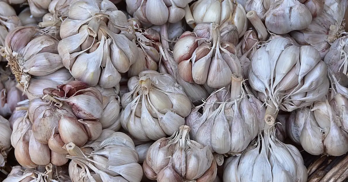 Ail : 7 erreurs à éviter pour une belle récolte au potager