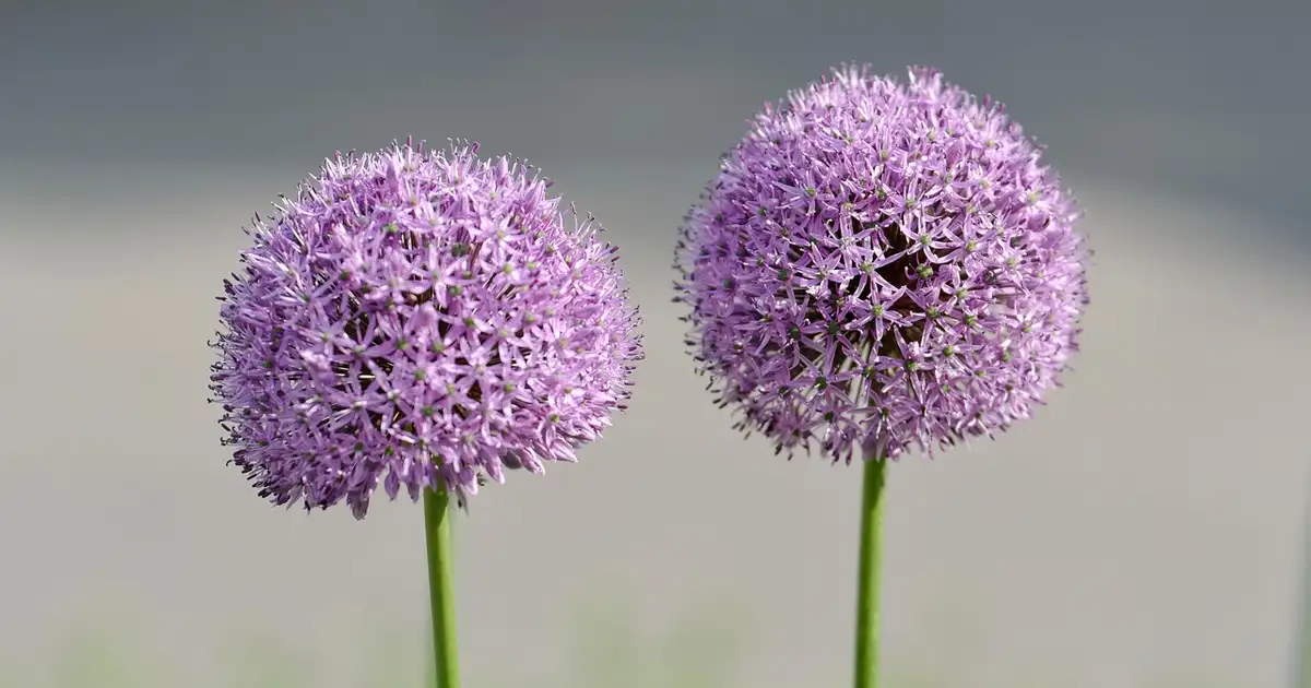 Allium au jardin bio : culture, entretien et associations