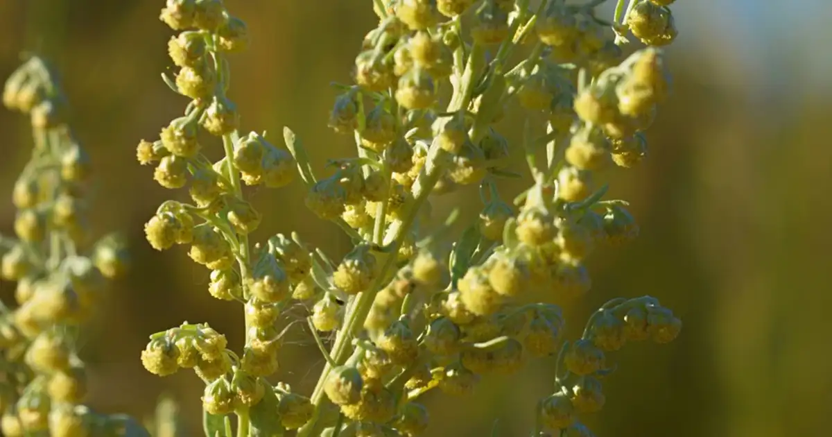 Armoise au jardin bio : culture, usages et précautions
