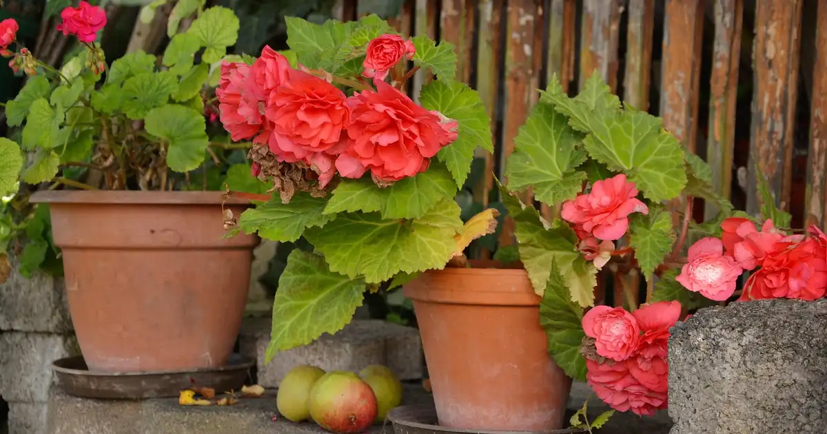 Bégonia en pot : 7 clés pour une floraison abondante en 2026