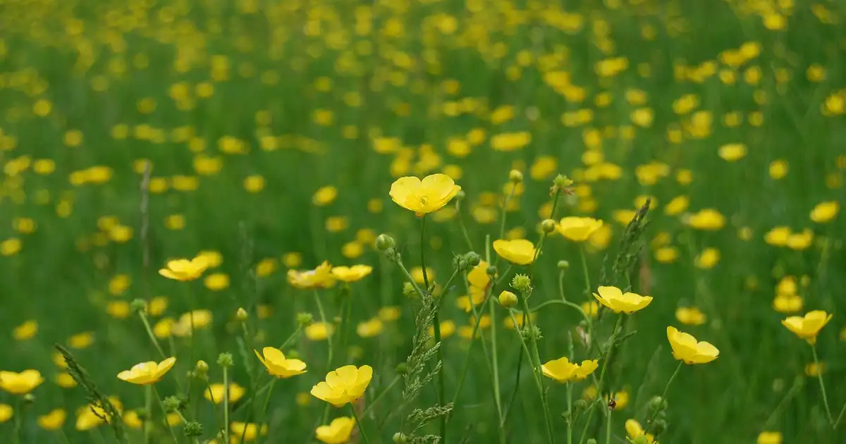 Bouton-d’or : comment se débarrasser de cette plante invasive au jardin