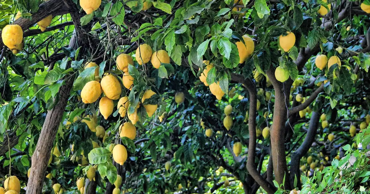 Citronnier : guide complet de culture et entretien 2026