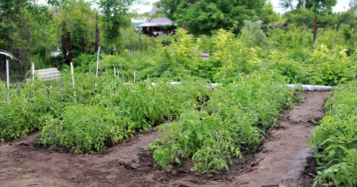 Comment préparer son potager quand on part en vacances une semaine