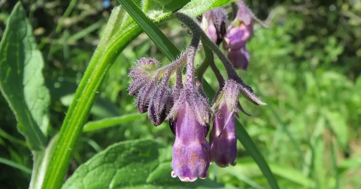 Consoude au potager : 7 utilisations indispensables à connaître