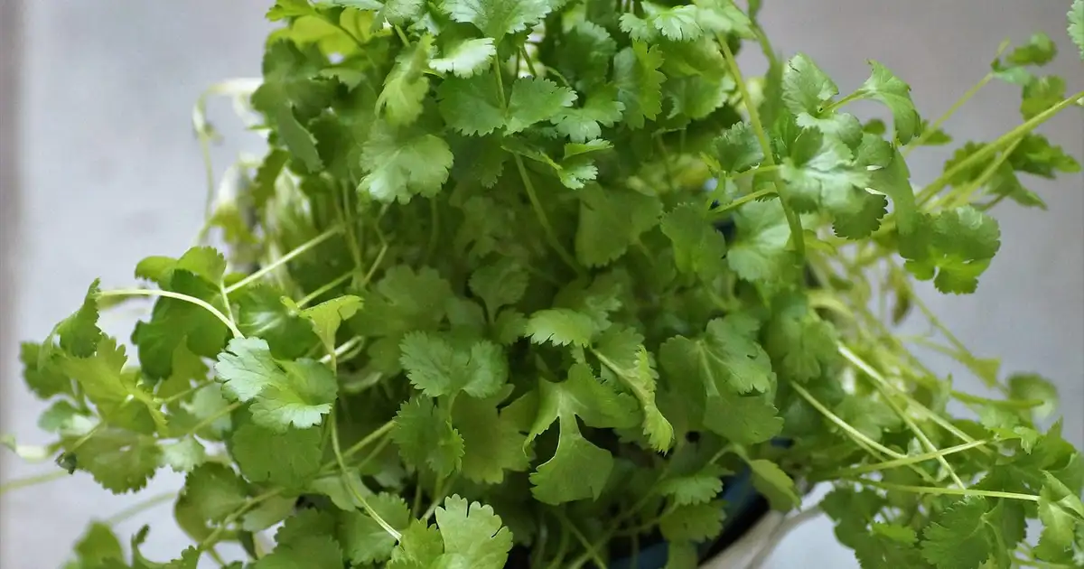 Coriandre en pot : réussir une culture abondante sur balcon