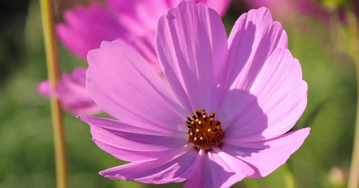 Cosmos en pot : réussir une floraison généreuse sur balcon