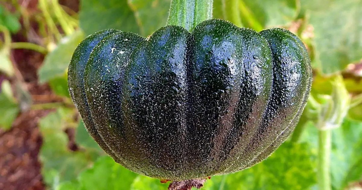 Courge musquée : 7 variétés incontournables à cultiver en 2026
