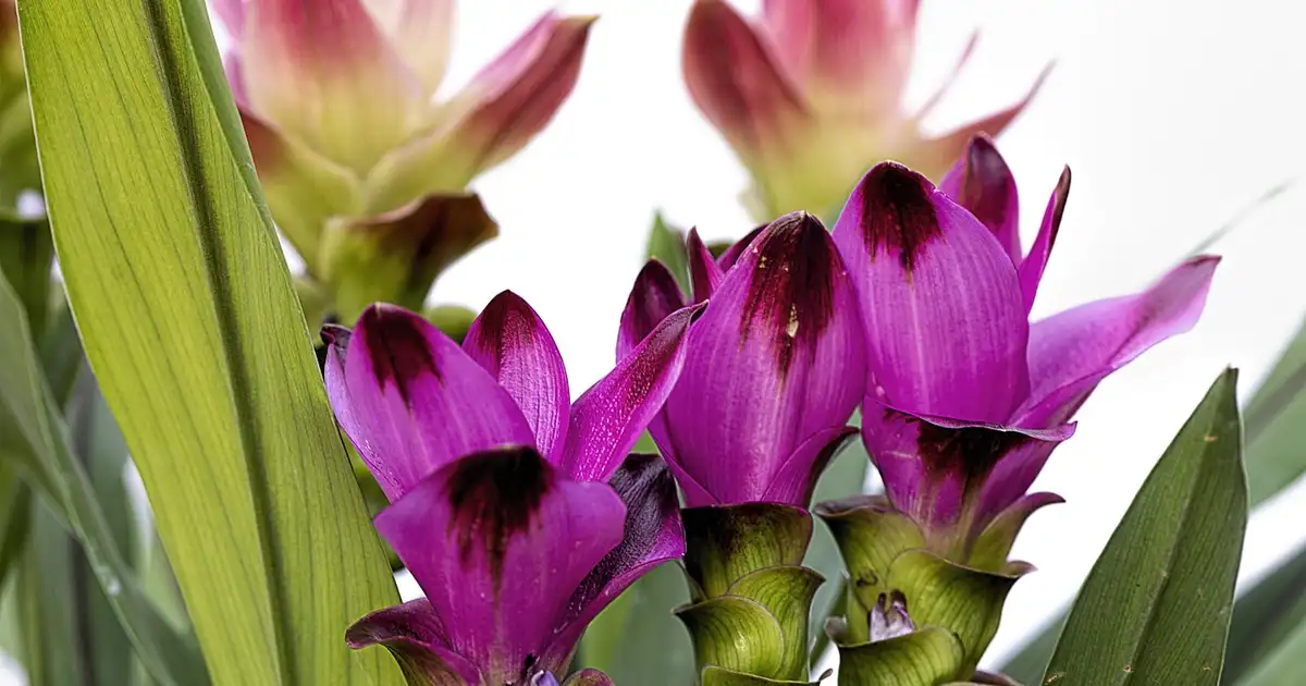 Curcuma en pot : réussir la culture à la maison en 7 étapes