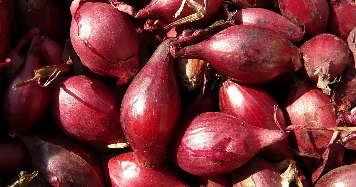 Échalote : 7 erreurs à éviter pour une récolte abondante