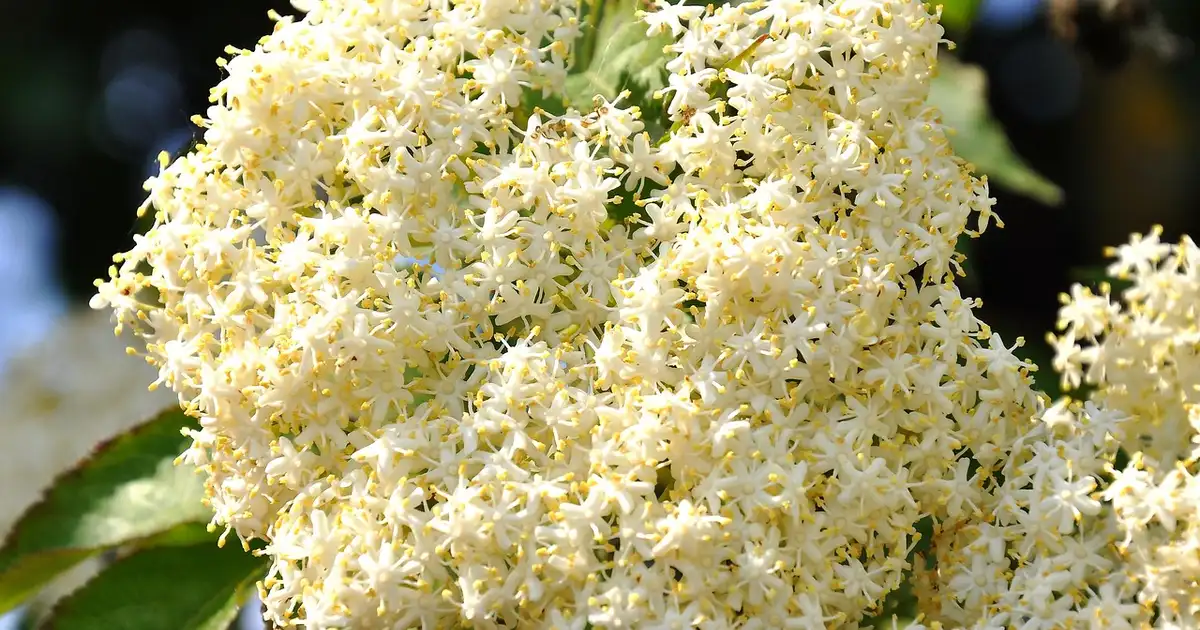 Fabriquer du sirop de fleurs de sureau maison : guide complet bio