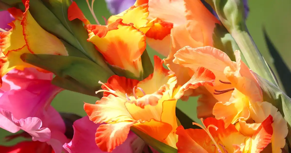 Glaïeul : 7 erreurs à éviter pour une floraison spectaculaire
