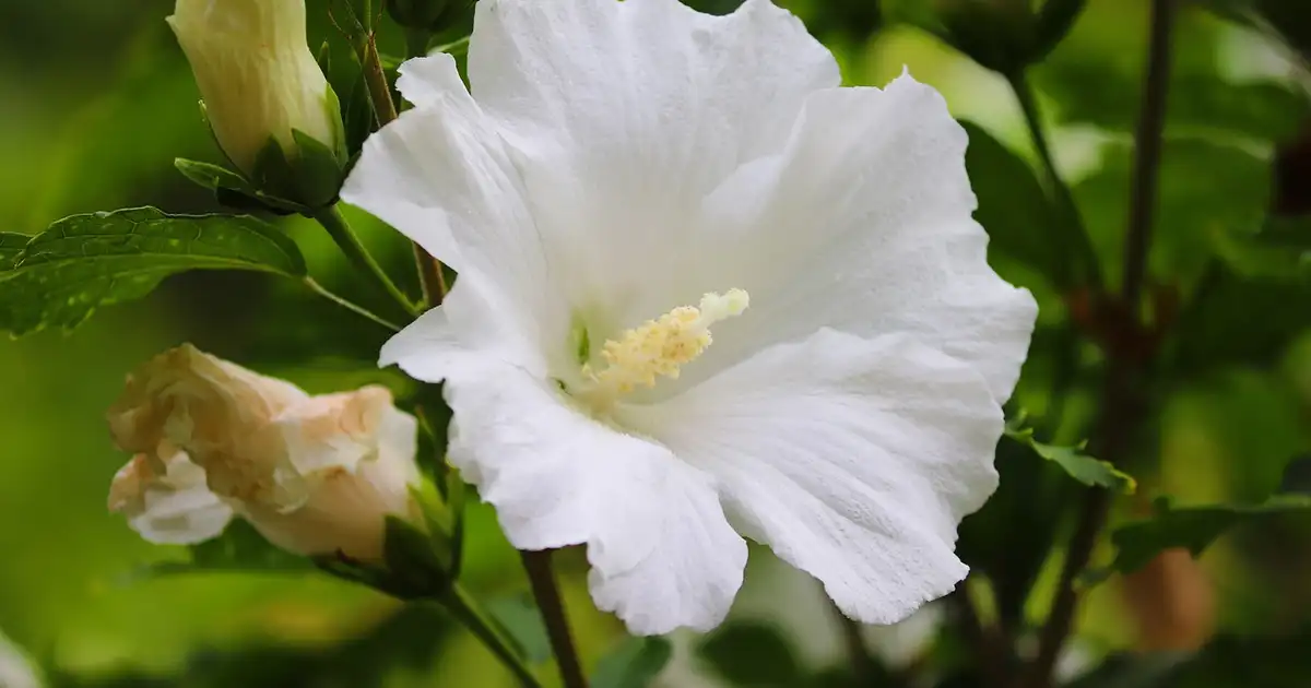 Hibiscus en pot : réussir la culture sur balcon et terrasse